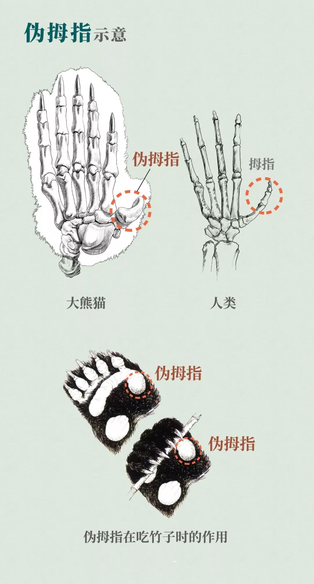 熊猫萌,熊猫萌啦