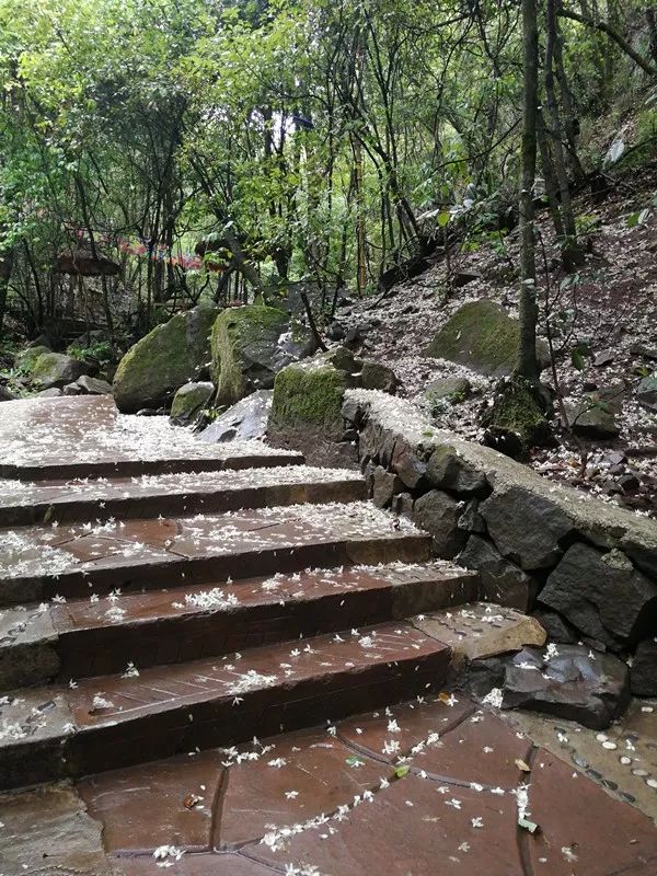 花为美,峡谷风光等你来,娱乐休闲尽开怀