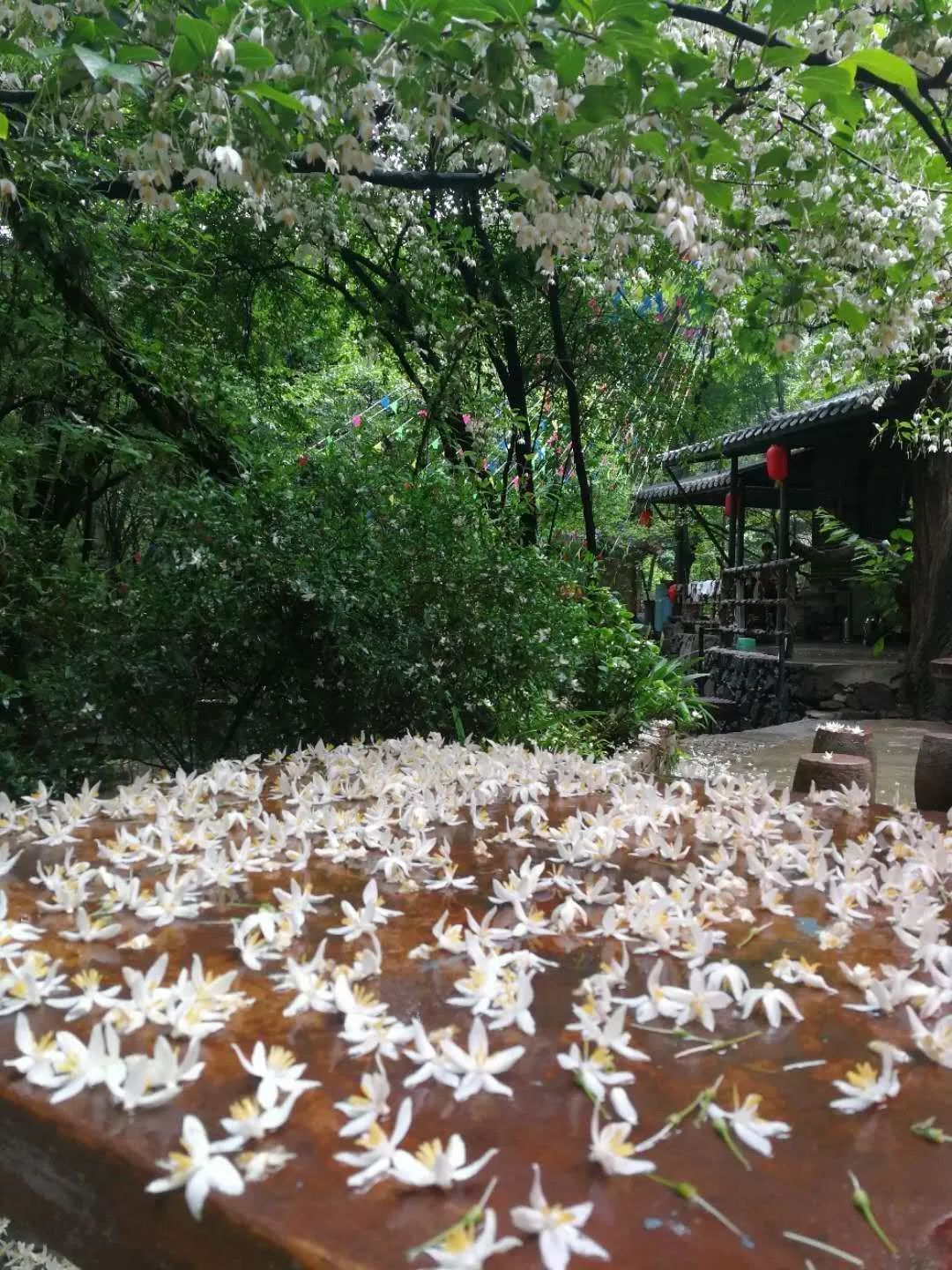 花为美,峡谷风光等你来,娱乐休闲尽开怀