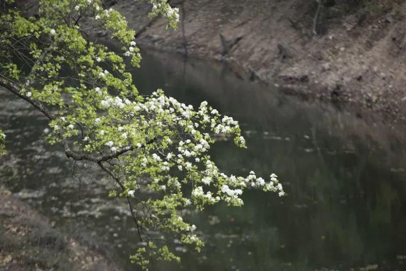花为美,峡谷风光等你来,娱乐休闲尽开怀
