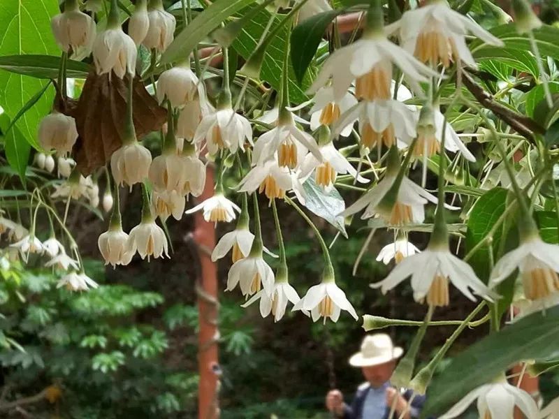 花为美,峡谷风光等你来,娱乐休闲尽开怀