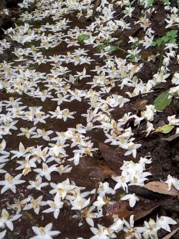 花为美,峡谷风光等你来,娱乐休闲尽开怀