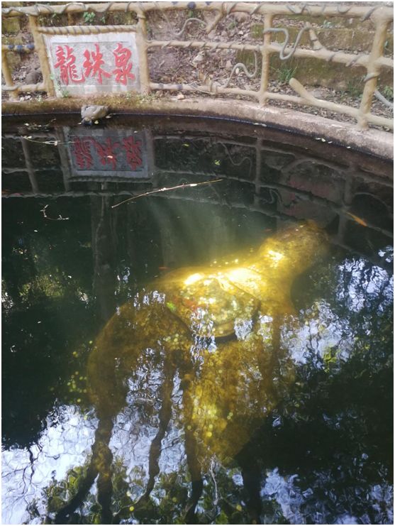 花为美,峡谷风光等你来,娱乐休闲尽开怀