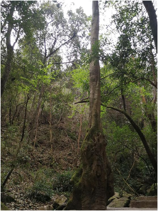 花为美,峡谷风光等你来,娱乐休闲尽开怀