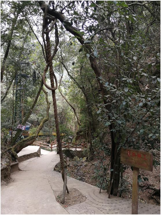 花为美,峡谷风光等你来,娱乐休闲尽开怀