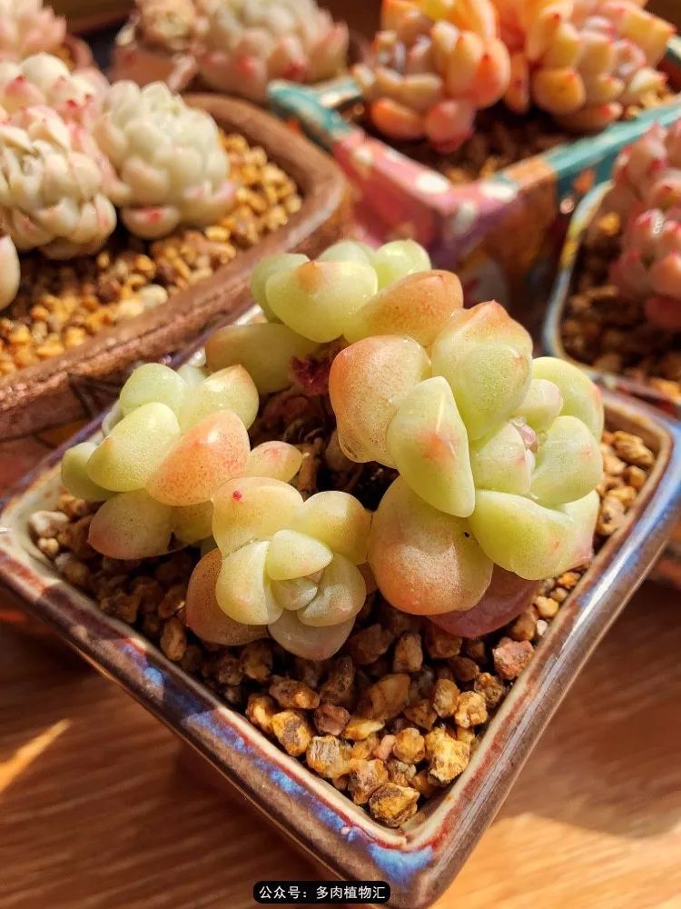 冰玉怎么盘透,怎么盘玉珠