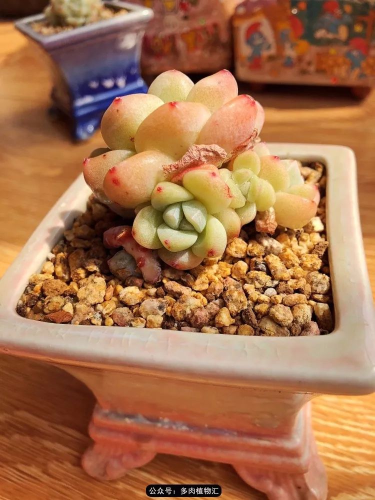 冰玉怎么盘透,怎么盘玉珠