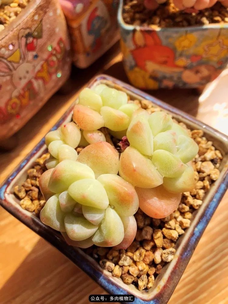 冰玉怎么盘透,怎么盘玉珠