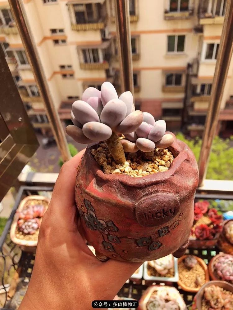 冰玉怎么盘透,怎么盘玉珠