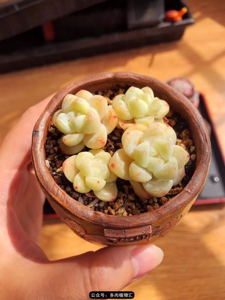 冰玉怎么盘透,怎么盘玉珠