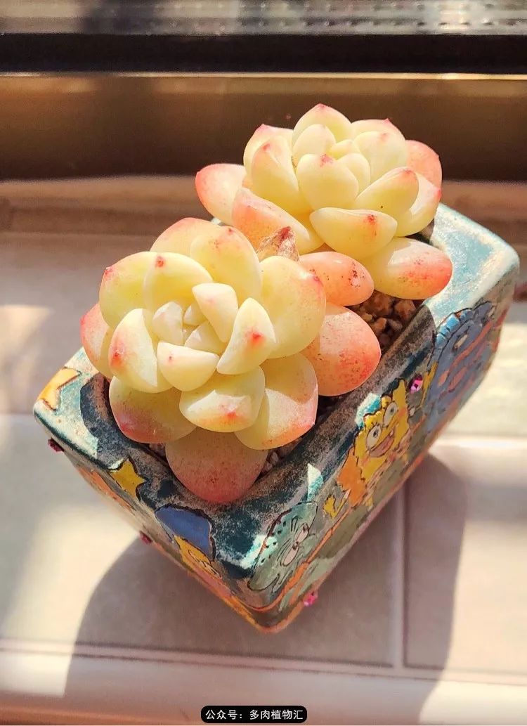 冰玉怎么盘透,怎么盘玉珠