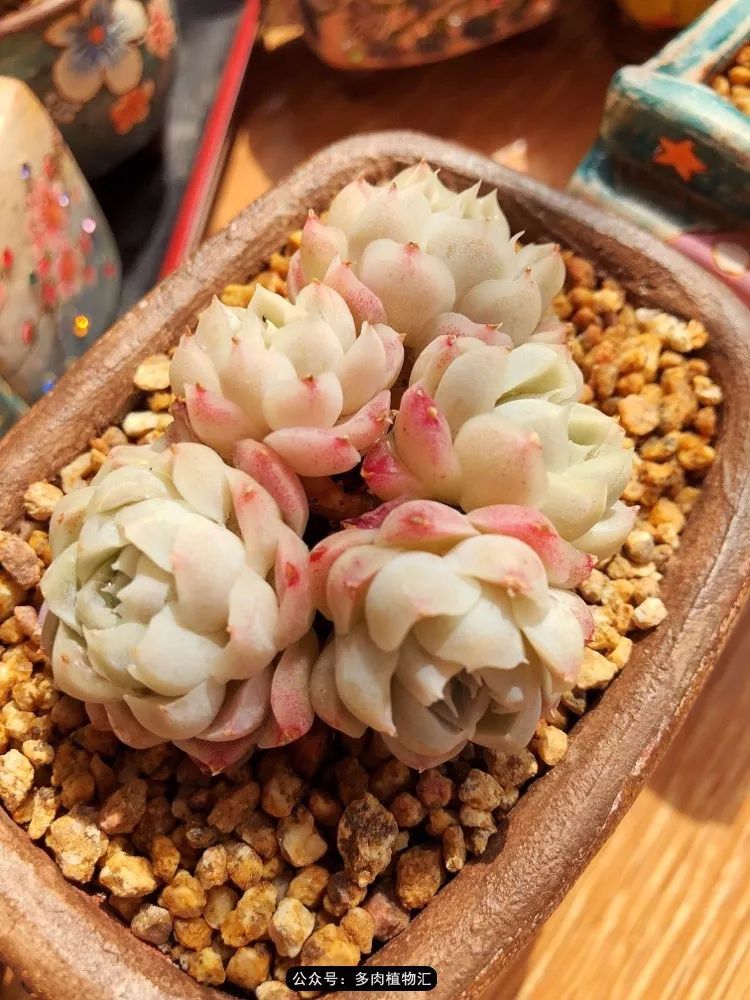 冰玉怎么盘透,怎么盘玉珠