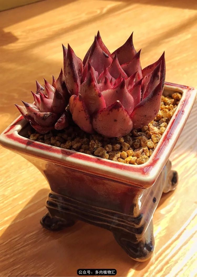 冰玉怎么盘透,怎么盘玉珠