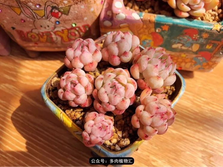 冰玉怎么盘透,怎么盘玉珠