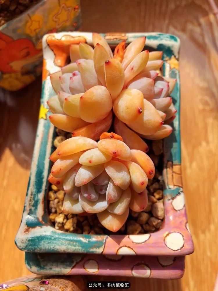 冰玉怎么盘透,怎么盘玉珠