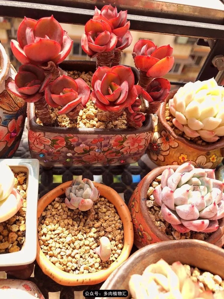 冰玉怎么盘透,怎么盘玉珠