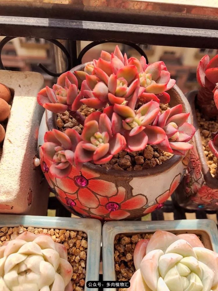 冰玉怎么盘透,怎么盘玉珠