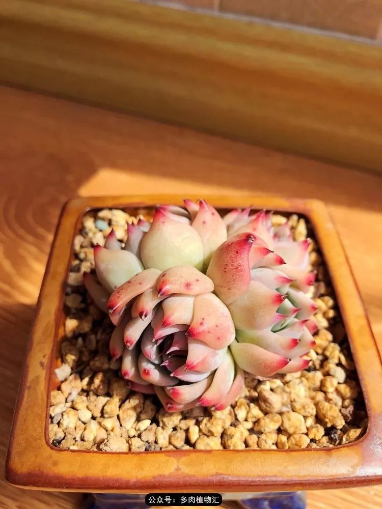 冰玉怎么盘透,怎么盘玉珠