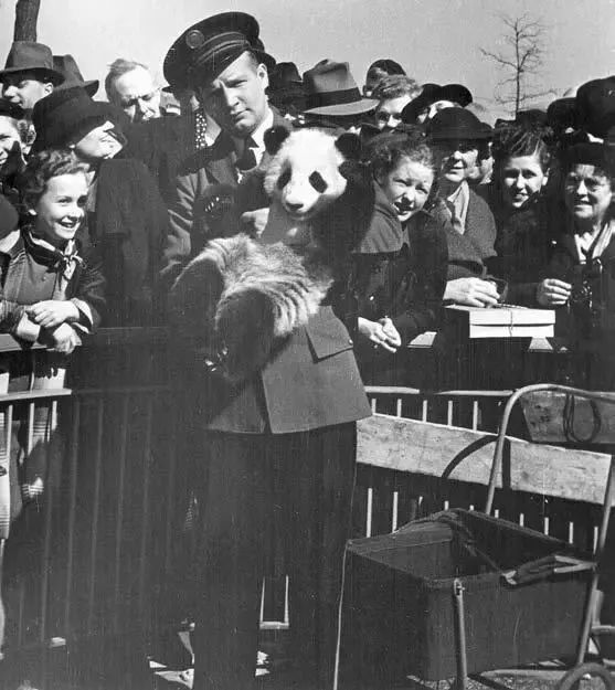 【荐读】熊猫：萌啥子哟，我是要雄起！