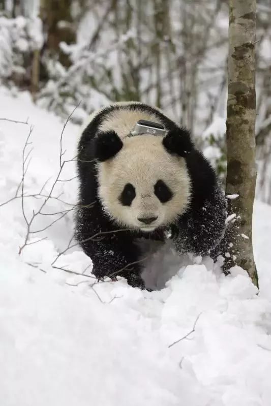 【荐读】熊猫：萌啥子哟，我是要雄起！
