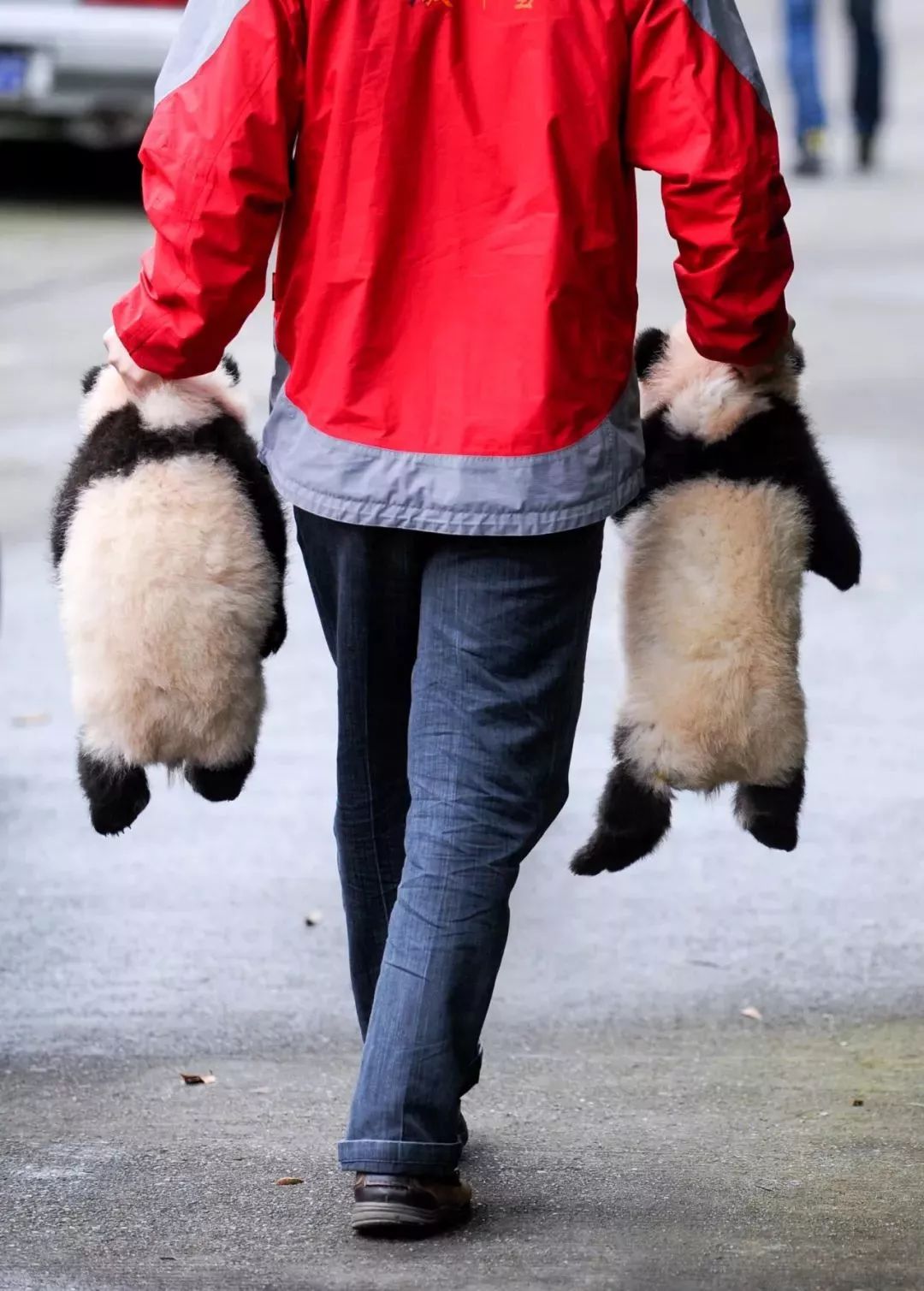 【荐读】熊猫：萌啥子哟，我是要雄起！