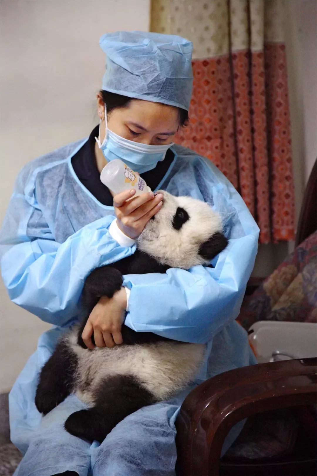 【荐读】熊猫：萌啥子哟，我是要雄起！