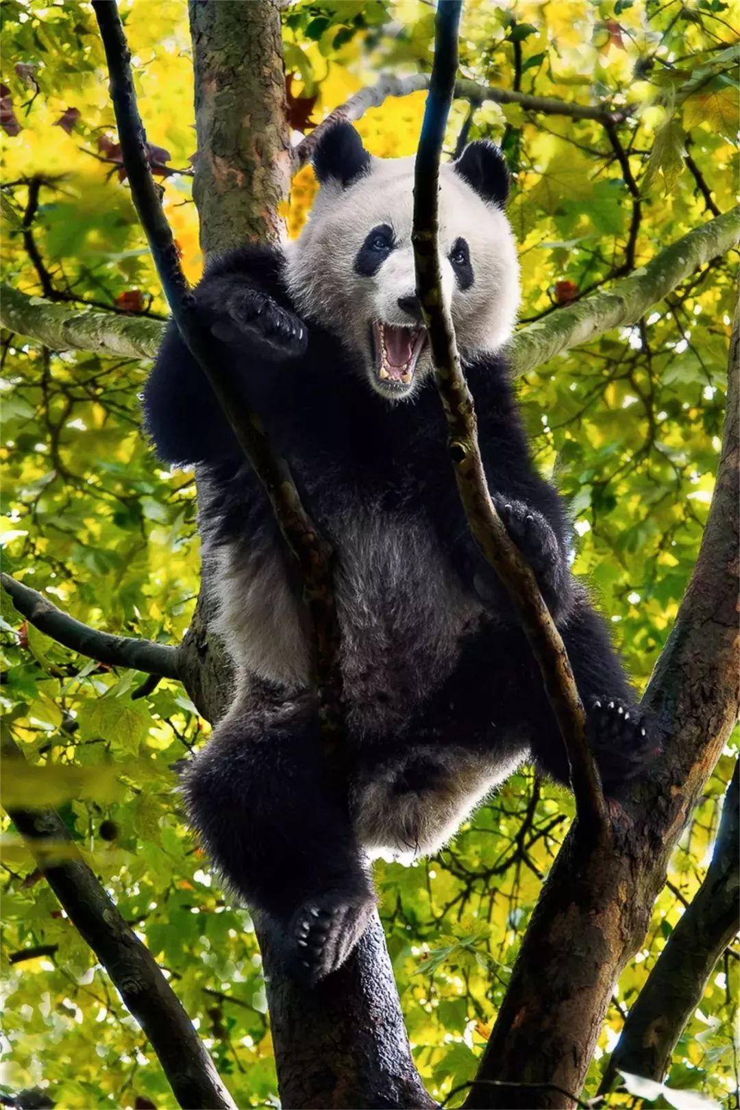 【荐读】熊猫：萌啥子哟，我是要雄起！