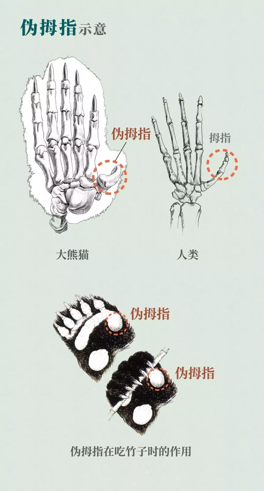 【荐读】熊猫：萌啥子哟，我是要雄起！