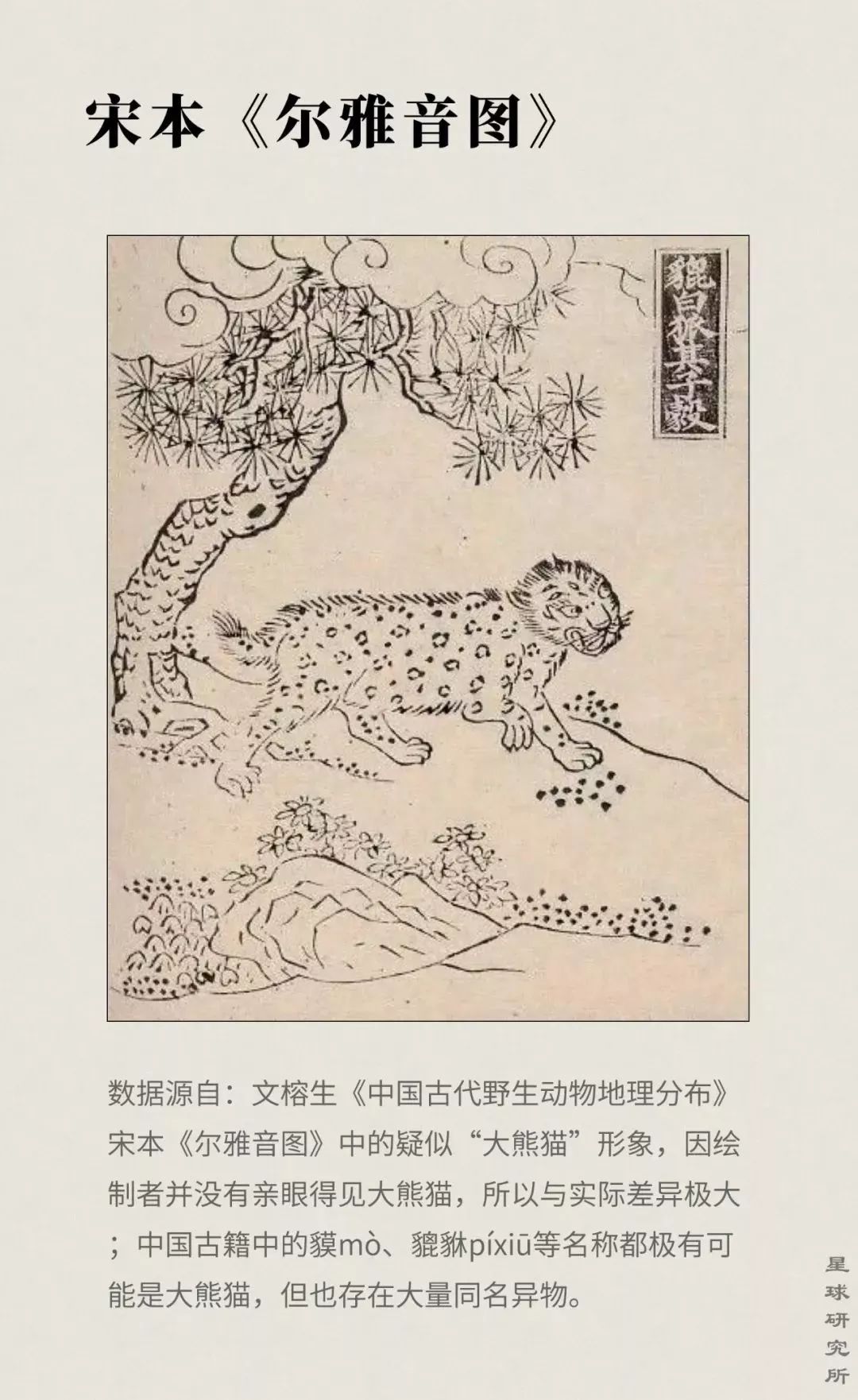 【荐读】熊猫：萌啥子哟，我是要雄起！