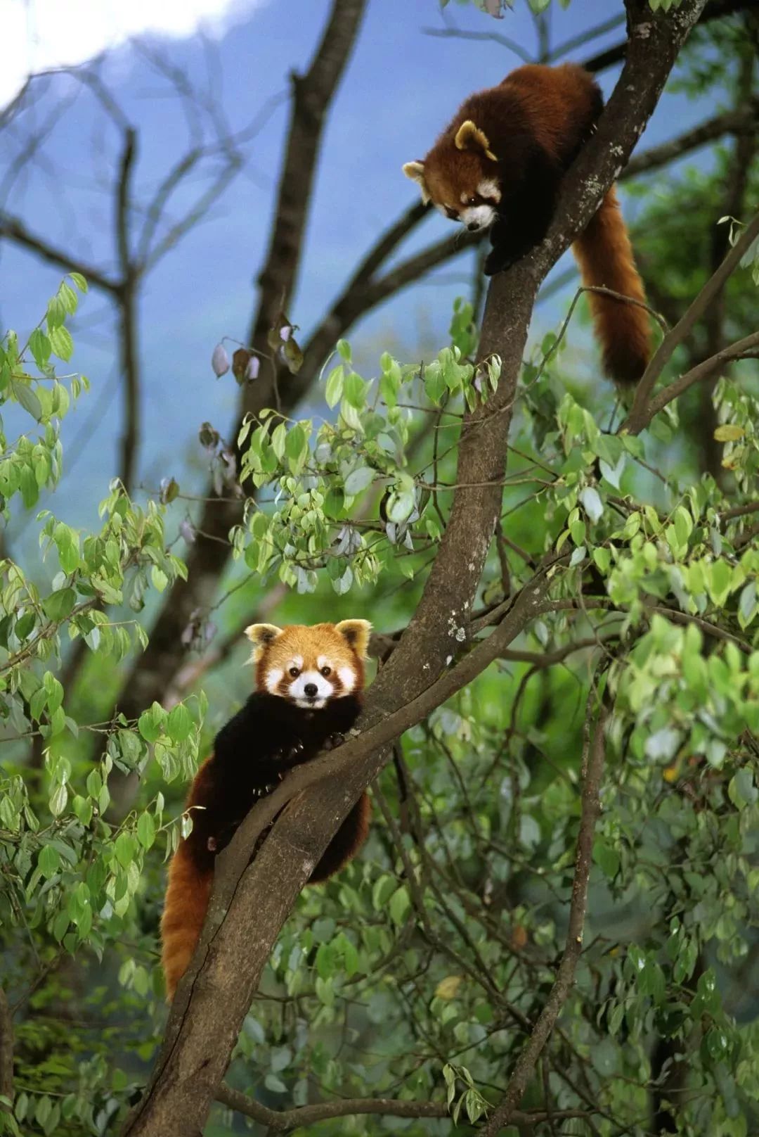 【荐读】熊猫：萌啥子哟，我是要雄起！