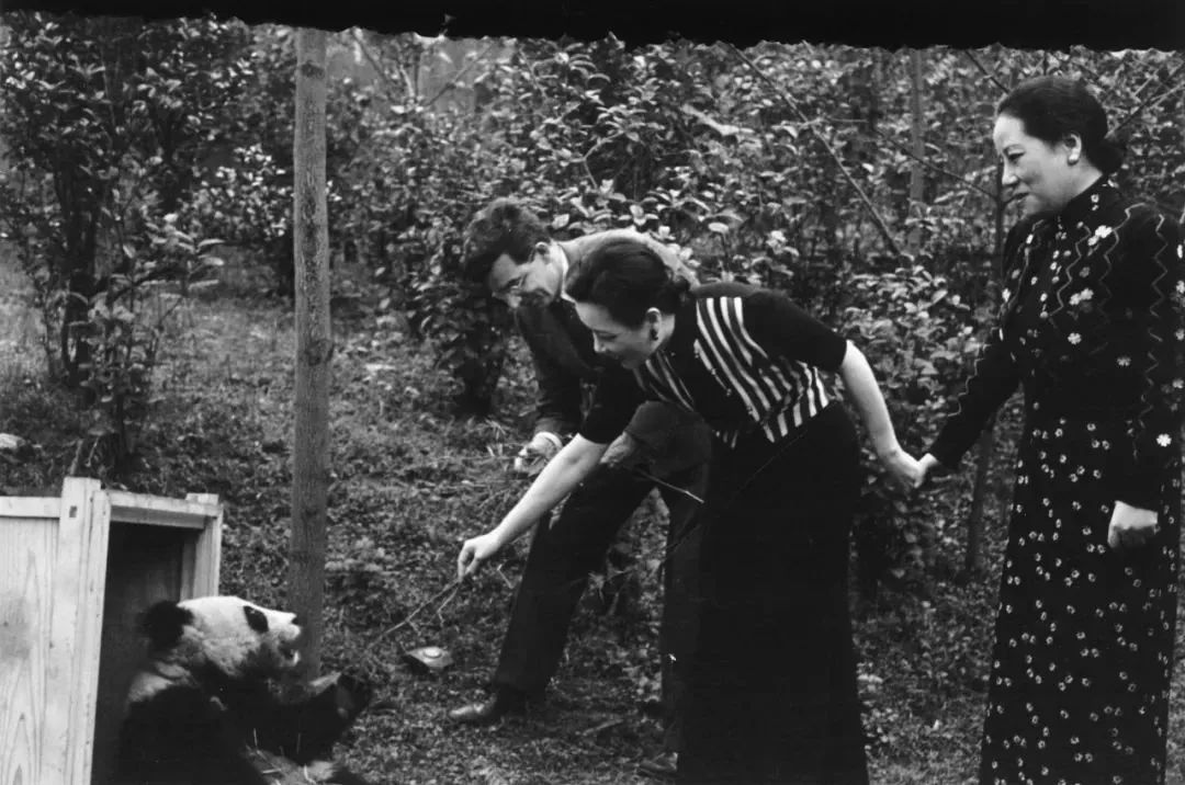 【荐读】熊猫：萌啥子哟，我是要雄起！