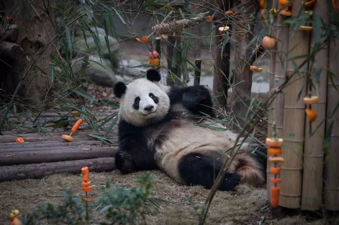 【荐读】熊猫：萌啥子哟，我是要雄起！