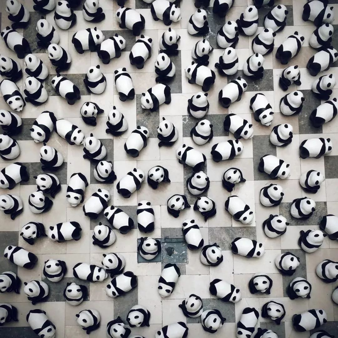 【荐读】熊猫：萌啥子哟，我是要雄起！