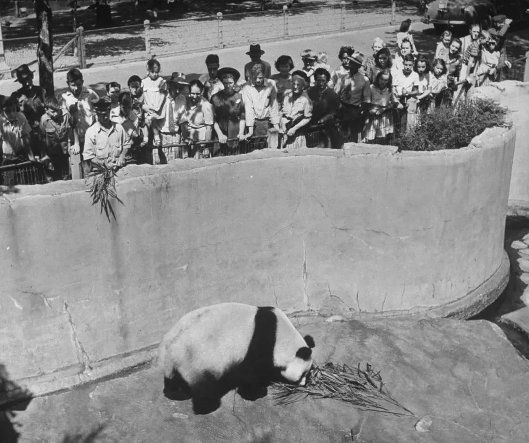 【荐读】熊猫：萌啥子哟，我是要雄起！