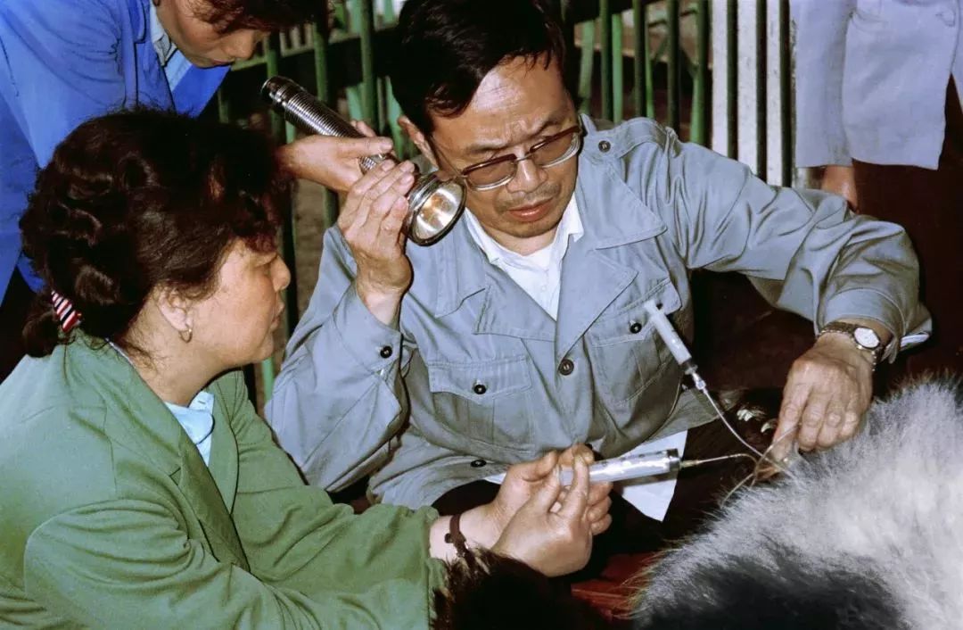 【荐读】熊猫：萌啥子哟，我是要雄起！