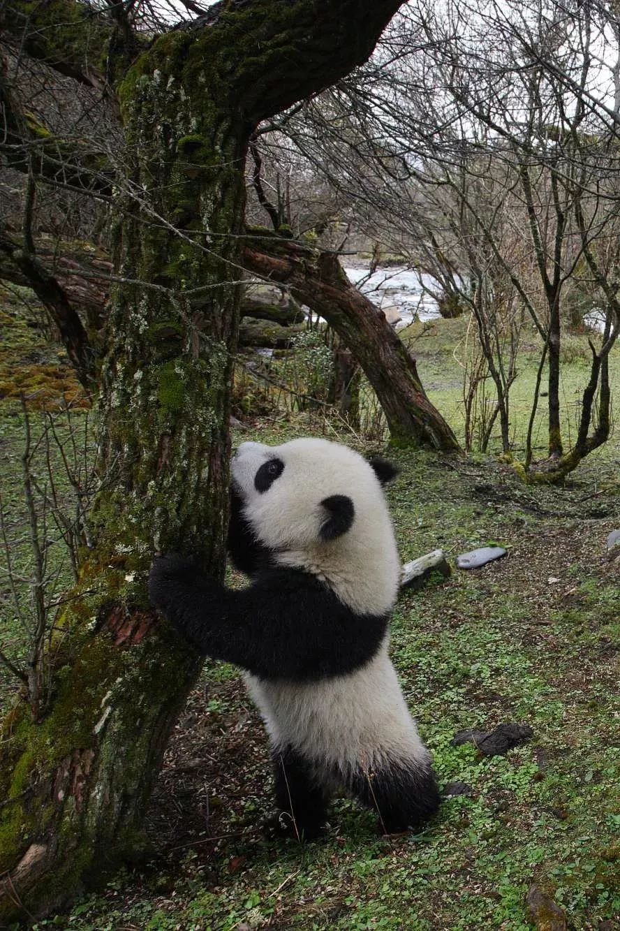 【荐读】熊猫：萌啥子哟，我是要雄起！