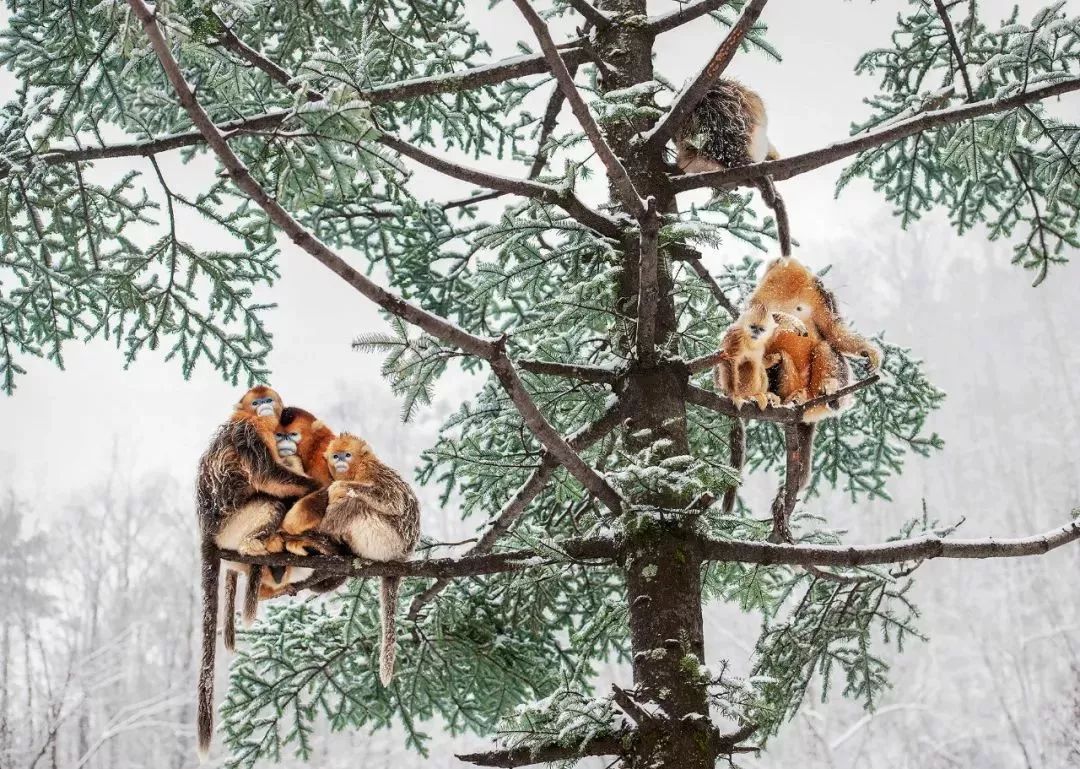 【荐读】熊猫：萌啥子哟，我是要雄起！