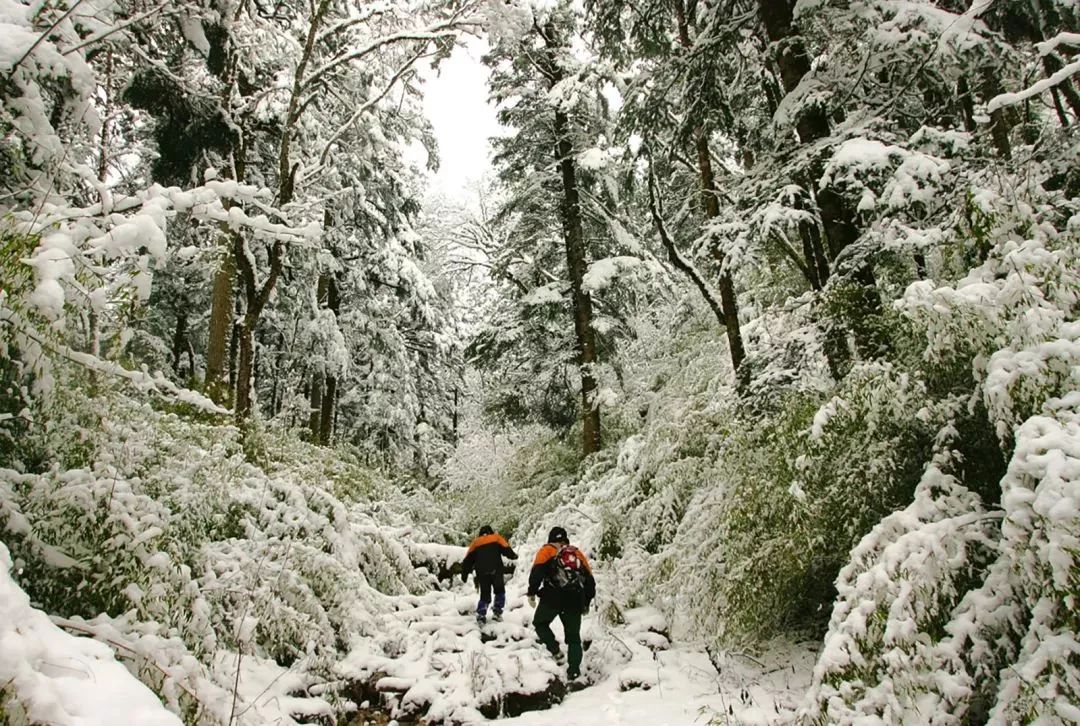 【荐读】熊猫：萌啥子哟，我是要雄起！