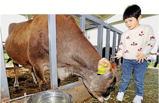浙报记者亲历：在温州云岚牧场里来一次“澳洲牧场”的奇幻之旅