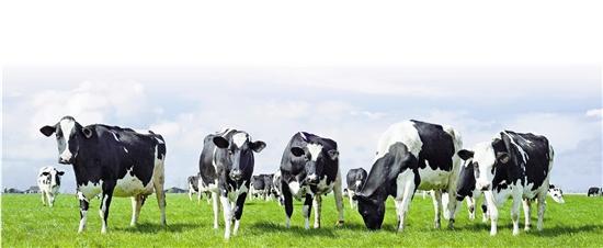 浙报记者亲历：在温州云岚牧场里来一次“澳洲牧场”的奇幻之旅