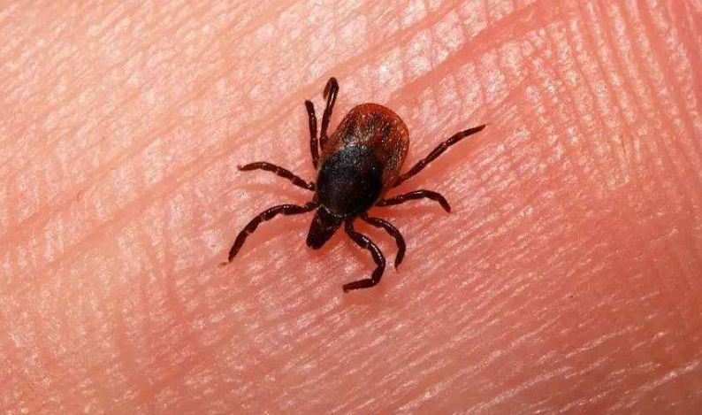 当心被虫子咬,当心有毒虫