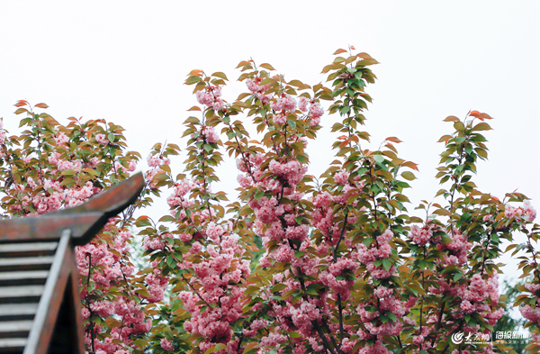 荐游|亭台碧树拥芳卉智圣汤泉觅春色