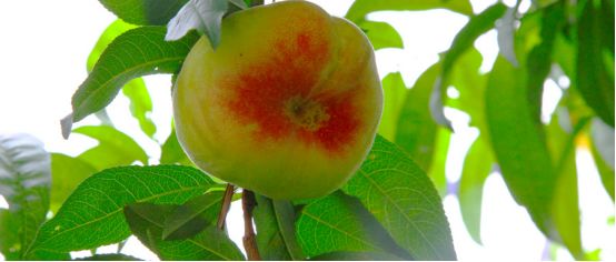 桃树灰霉病需要清理什么,桃树灰霉病在叶片上有什么症状