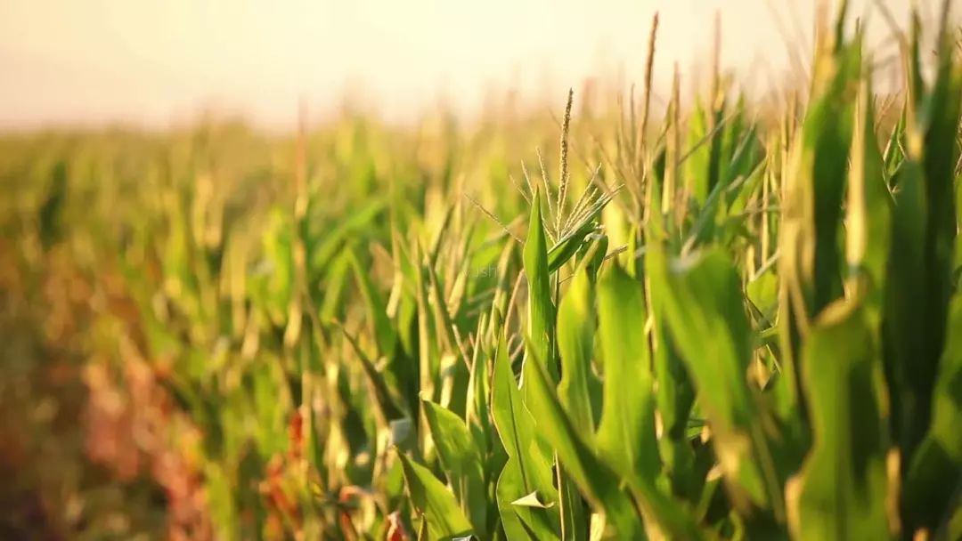 陈忠实创造白鹿原的文学自觉,访谈陈忠实