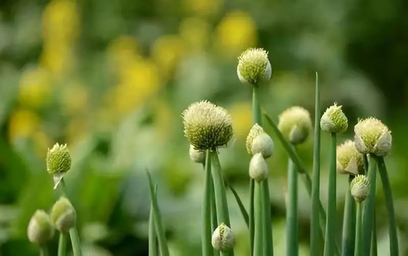 陈忠实创造白鹿原的文学自觉,访谈陈忠实