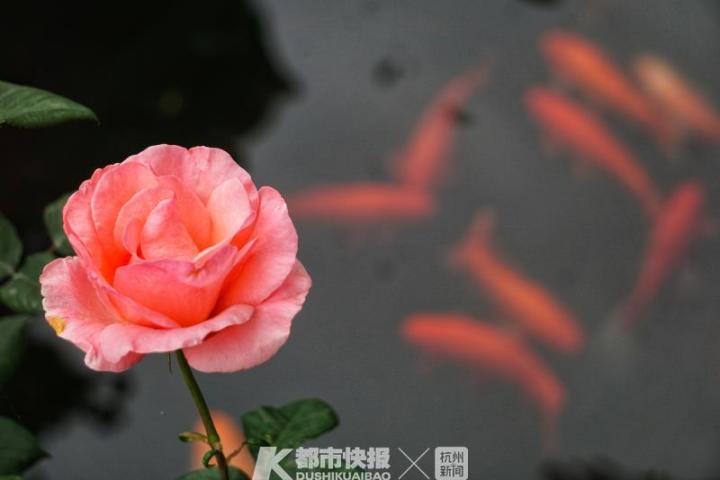 杭州郭庄月季展示,月季之城廊坊