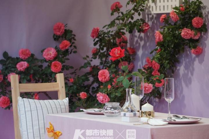 杭州郭庄月季展示,月季之城廊坊