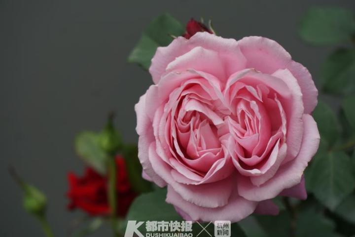 杭州郭庄月季展示,月季之城廊坊