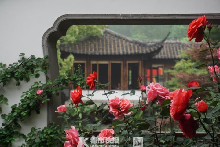 杭州郭庄月季展示,月季之城廊坊