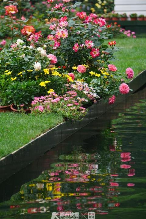 杭州郭庄月季展示,月季之城廊坊